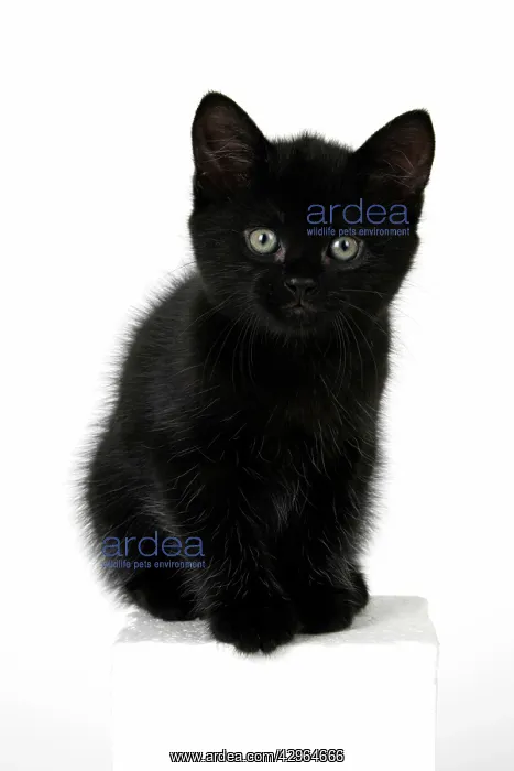 : CAT. 7 weeks old, black kitten, sitting, cute, studio, wh : CAT. 7 weeks old, black kitten, sitting, cute, studio, wh