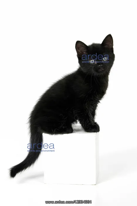 : CAT. 7 weeks old, black kitten, sitting, cute, studio, wh : CAT. 7 weeks old, black kitten, sitting, cute, studio, wh