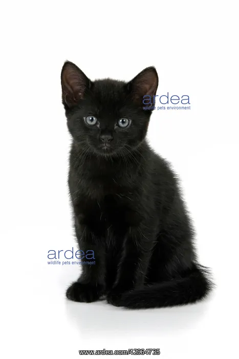 : CAT. 7 weeks old, black kitten, sitting, cute, studio, wh : CAT. 7 weeks old, black kitten, sitting, cute, studio, wh