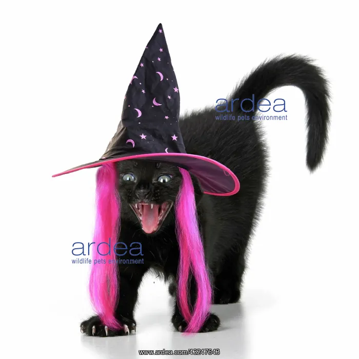 : CAT. 7 weeks old, black kitten, stretching and yawning, we : CAT. 7 weeks old, black kitten, stretching and yawning, we