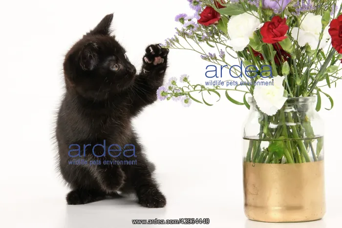 : CAT. 7 weeks old black kitten, with flowers, studio, white : CAT. 7 weeks old black kitten, with flowers, studio, white