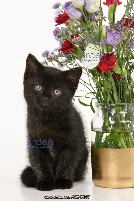 : CAT. 7 weeks old black kitten, with flowers, studio, white : CAT. 7 weeks old black kitten, with flowers, studio, white