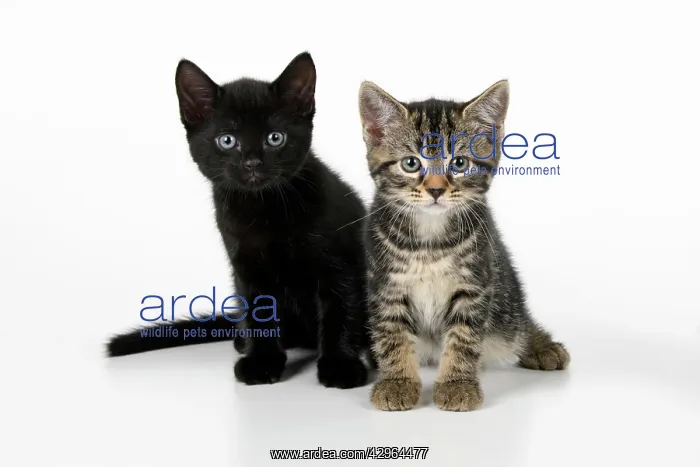 : CAT. 7 weeks old, black & tabby kittens, sitting together : CAT. 7 weeks old, black & tabby kittens, sitting together