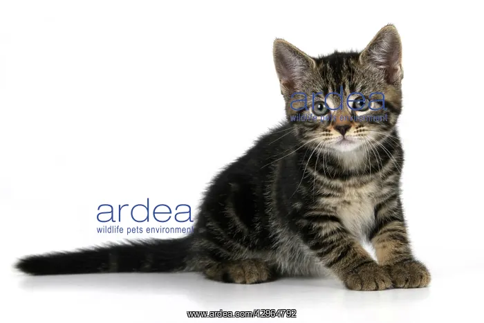 : CAT. 7 weeks old, tabby kitten, , cute, studio, white back : CAT. 7 weeks old, tabby kitten, , cute, studio, white back