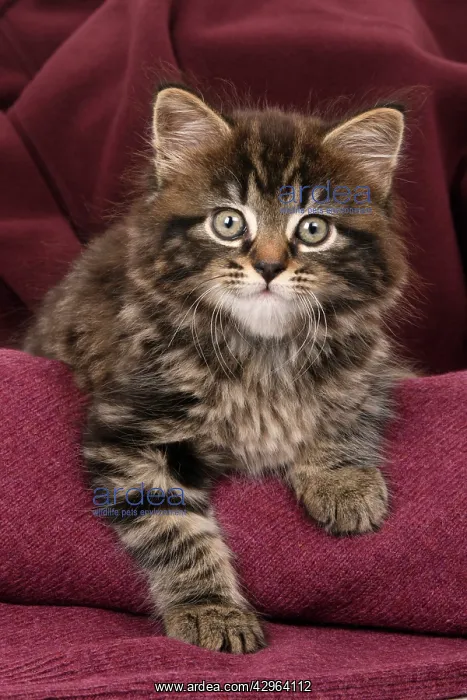 : CAT. 7 weeks old tabby kitten, in fabric, , studio : CAT. 7 weeks old tabby kitten, in fabric, , studio