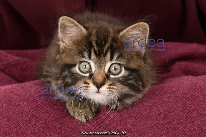 : CAT. 7 weeks old tabby kitten, in fabric, , studio : CAT. 7 weeks old tabby kitten, in fabric, , studio