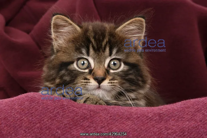 : CAT. 7 weeks old tabby kitten, in fabric, , studio : CAT. 7 weeks old tabby kitten, in fabric, , studio