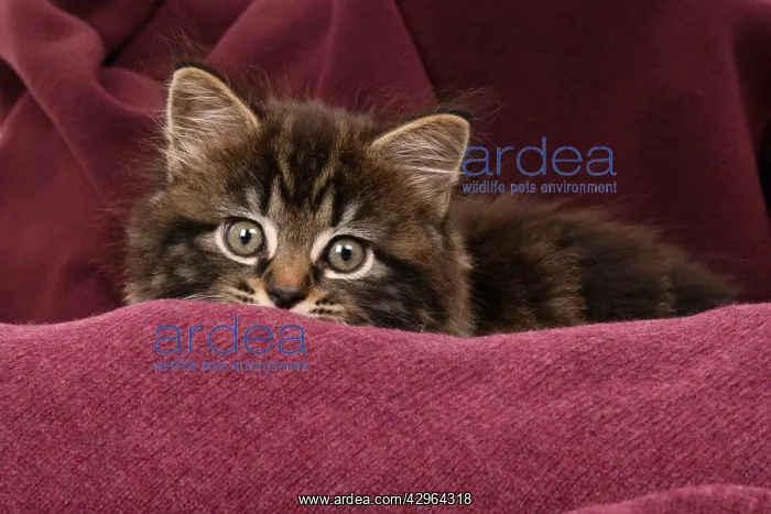 : CAT. 7 weeks old tabby kitten, in fabric, , studio : CAT. 7 weeks old tabby kitten, in fabric, , studio