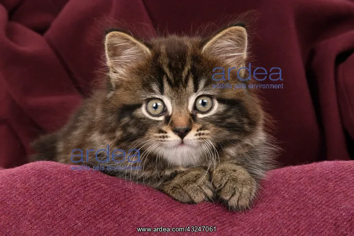 : CAT. 7 weeks old tabby kitten, in fabric, , studio : CAT. 7 weeks old tabby kitten, in fabric, , studio