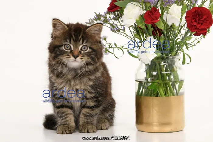 : CAT. 7 weeks old tabby kitten, with flowers, studio, white : CAT. 7 weeks old tabby kitten, with flowers, studio, white