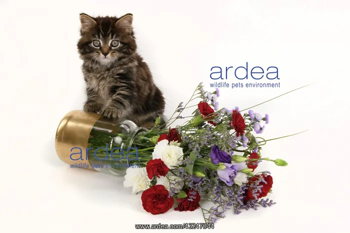 : CAT. 7 weeks old tabby kitten, with flowers, studio, white : CAT. 7 weeks old tabby kitten, with flowers, studio, white