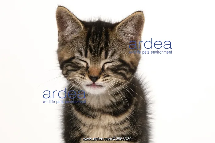 : CAT. 7 weeks old tabby kitten, head & shoulders, eyes closed : CAT. 7 weeks old tabby kitten, head & shoulders, eyes closed