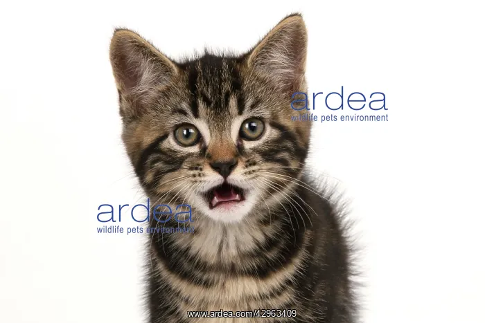 : CAT. 7 weeks old tabby kitten, head & shoulders, looking at : CAT. 7 weeks old tabby kitten, head & shoulders, looking at