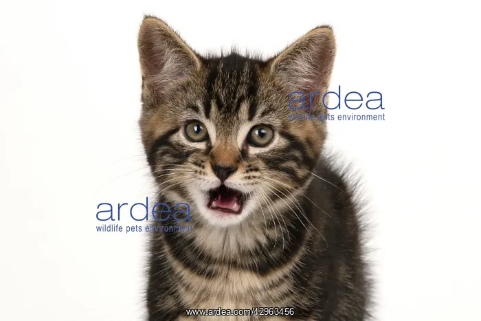: CAT. 7 weeks old tabby kitten, head & shoulders, looking at : CAT. 7 weeks old tabby kitten, head & shoulders, looking at
