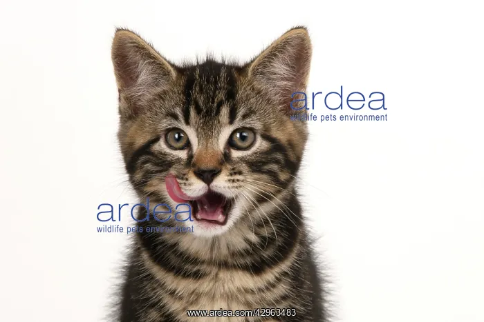 : CAT. 7 weeks old tabby kitten, head & shoulders, looking at : CAT. 7 weeks old tabby kitten, head & shoulders, looking at