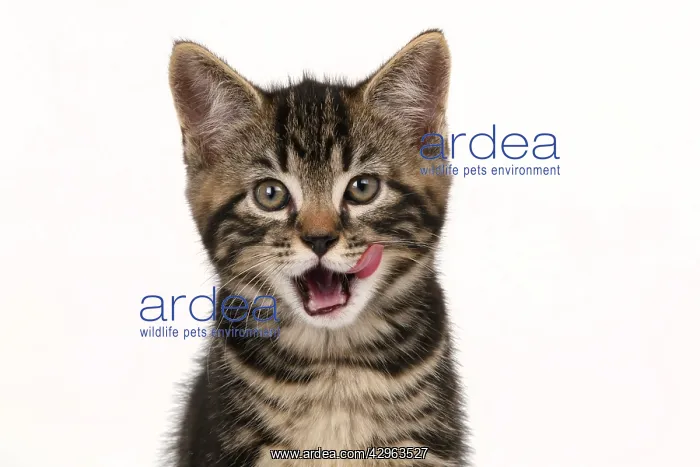 : CAT. 7 weeks old tabby kitten, head & shoulders, looking at : CAT. 7 weeks old tabby kitten, head & shoulders, looking at