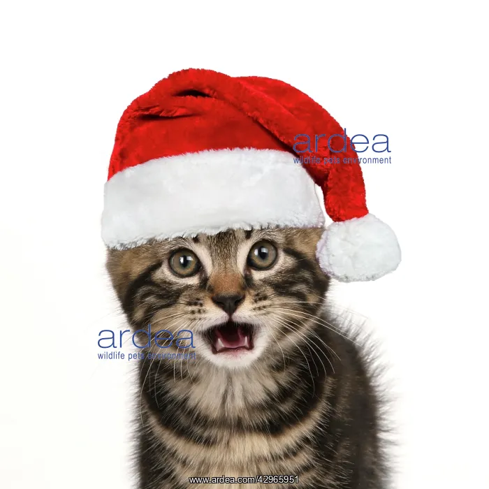 : CAT. 7 weeks old tabby kitten, head & shoulders, looking at : CAT. 7 weeks old tabby kitten, head & shoulders, looking at