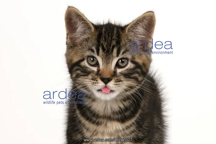 : CAT. 7 weeks old tabby kitten, head & shoulders, looking at : CAT. 7 weeks old tabby kitten, head & shoulders, looking at