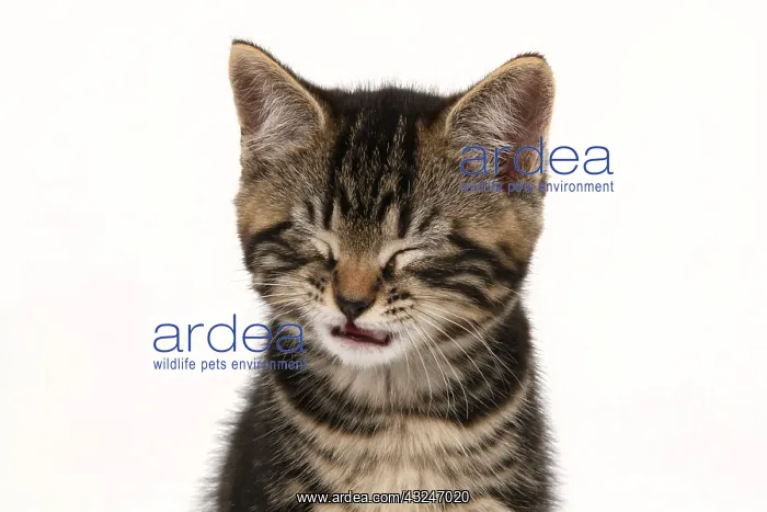 : CAT. 7 weeks old tabby kitten, head & shoulders, eyes closed : CAT. 7 weeks old tabby kitten, head & shoulders, eyes closed