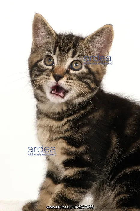 : CAT. 7 weeks old tabby kitten, head & shoulders, looking at : CAT. 7 weeks old tabby kitten, head & shoulders, looking at