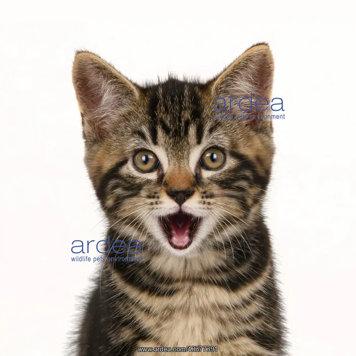 : CAT. 7 weeks old tabby kitten, head & shoulders, looking at : CAT. 7 weeks old tabby kitten, head & shoulders, looking at