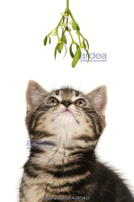 : CAT. 7 weeks old tabby kitten looking up at Mistletoe at Ch : CAT. 7 weeks old tabby kitten looking up at Mistletoe at Ch