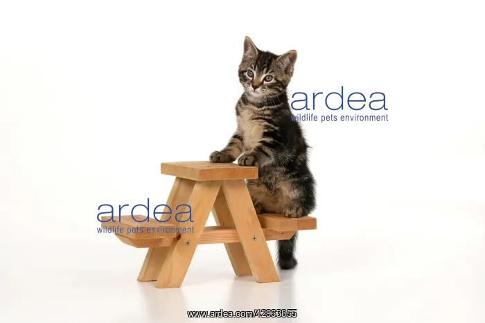  : CAT. 7 weeks old tabby kitten, on picnic bench, studio, whi