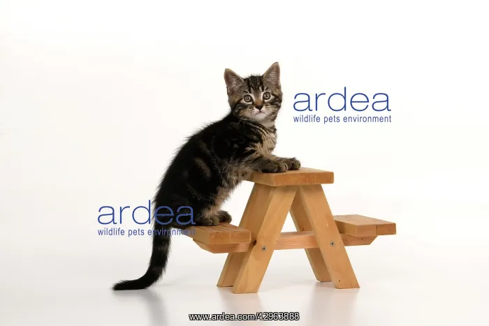 : CAT. 7 weeks old tabby kitten, on picnic bench, studio, whi : CAT. 7 weeks old tabby kitten, on picnic bench, studio, whi