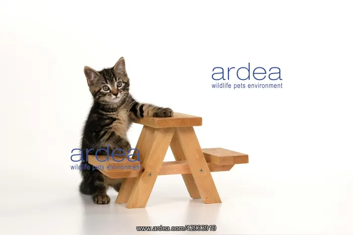 : CAT. 7 weeks old tabby kitten, on picnic bench, studio, whi : CAT. 7 weeks old tabby kitten, on picnic bench, studio, whi