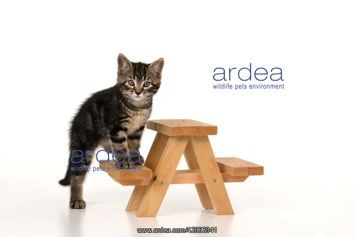 : CAT. 7 weeks old tabby kitten, on picnic bench, studio, whi : CAT. 7 weeks old tabby kitten, on picnic bench, studio, whi