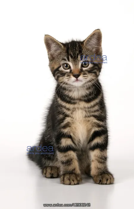 : CAT. 7 weeks old tabby kitten, sitting, cute, studio, whit : CAT. 7 weeks old tabby kitten, sitting, cute, studio, whit