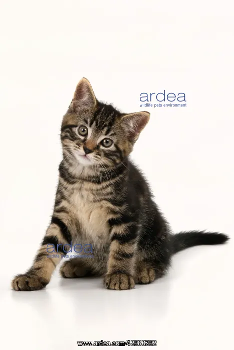 : CAT. 7 weeks old tabby kitten, sitting, cute, studio, whit : CAT. 7 weeks old tabby kitten, sitting, cute, studio, whit