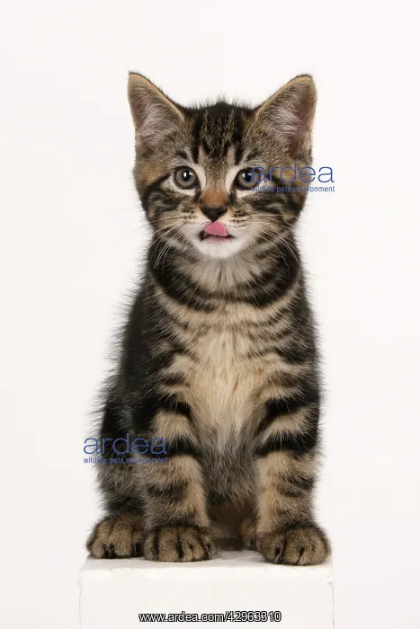 : CAT. 7 weeks old tabby kitten, sitting, cute, studio, whit : CAT. 7 weeks old tabby kitten, sitting, cute, studio, whit