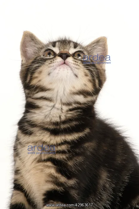  : CAT. 7 weeks old tabby kitten, sitting, looking up, cute
