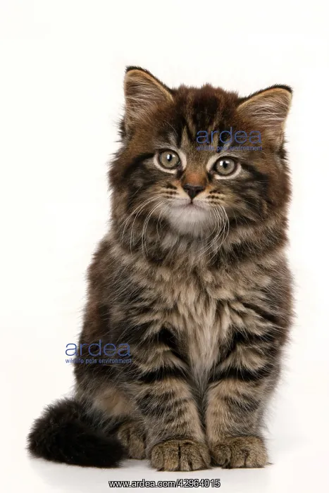 : CAT. 7 weeks old tabby kitten, sitting, cute, studio, whit : CAT. 7 weeks old tabby kitten, sitting, cute, studio, whit
