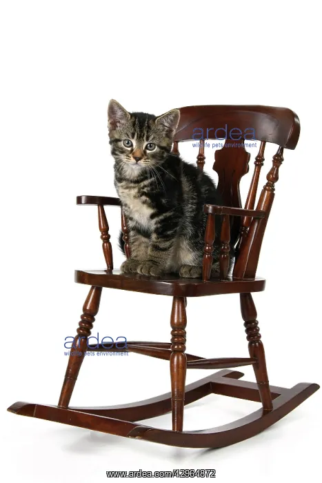 : CAT. 7 weeks old tabby kitten, sitting in a mini chair, , c : CAT. 7 weeks old tabby kitten, sitting in a mini chair, , c