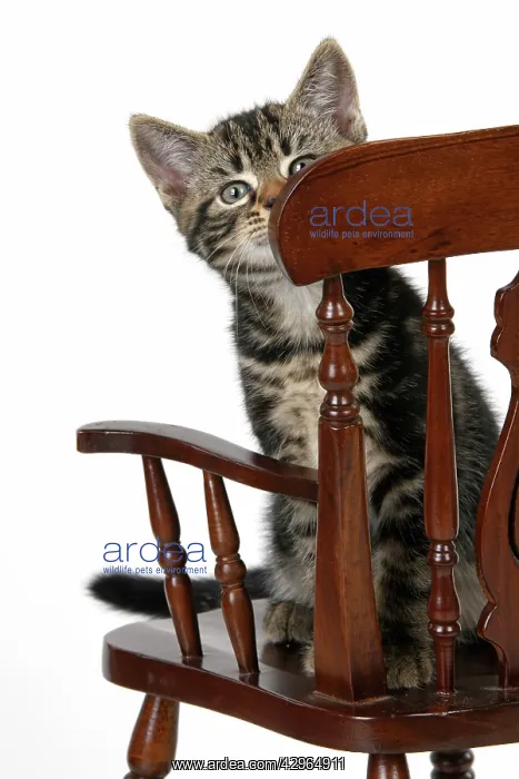 : CAT. 7 weeks old tabby kitten, sitting in a mini chair, , c : CAT. 7 weeks old tabby kitten, sitting in a mini chair, , c