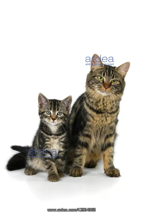 : CAT. 7 weeks old, tabby kitten sitting with its mother, cu : CAT. 7 weeks old, tabby kitten sitting with its mother, cu