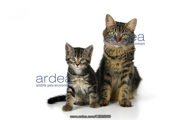 : CAT. 7 weeks old, tabby kitten sitting with its mother, cu : CAT. 7 weeks old, tabby kitten sitting with its mother, cu