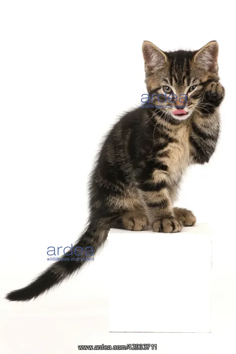 : CAT. 7 weeks old tabby kitten, sitting with paw up to face : CAT. 7 weeks old tabby kitten, sitting with paw up to face