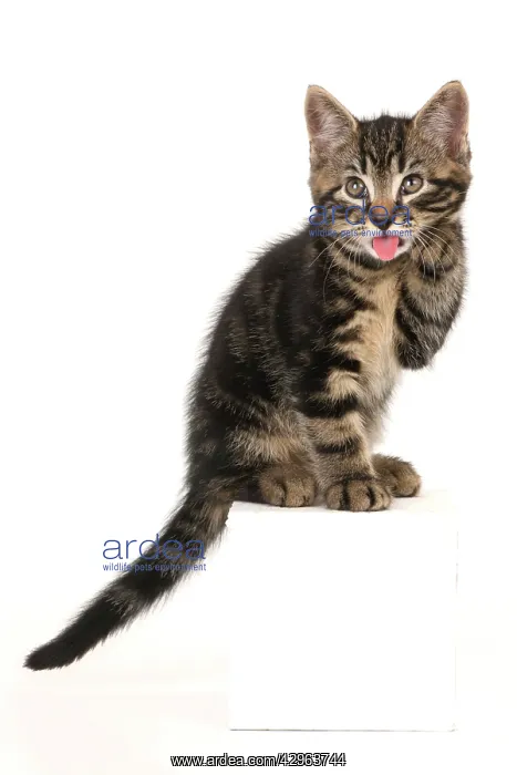 : CAT. 7 weeks old tabby kitten, sitting with paw up to face : CAT. 7 weeks old tabby kitten, sitting with paw up to face