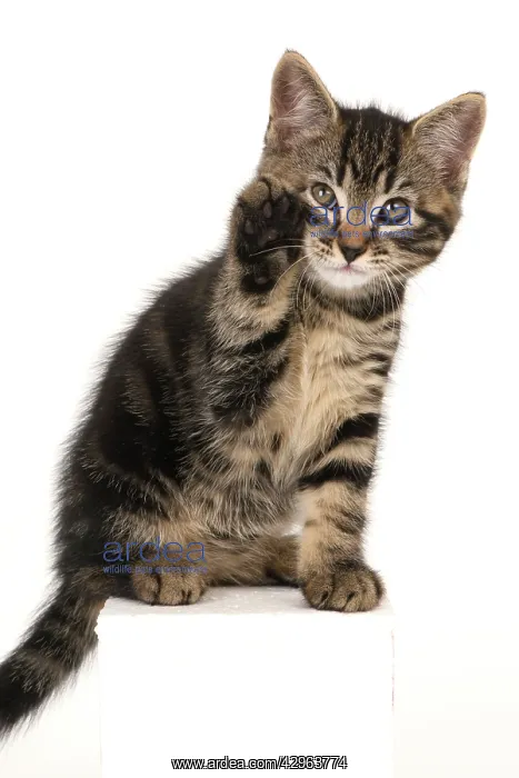 : CAT. 7 weeks old tabby kitten, sitting with paw up to face : CAT. 7 weeks old tabby kitten, sitting with paw up to face
