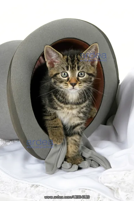 : CAT. 7 weeks old, tabby kitten, sitting in a wedding top h : CAT. 7 weeks old, tabby kitten, sitting in a wedding top h
