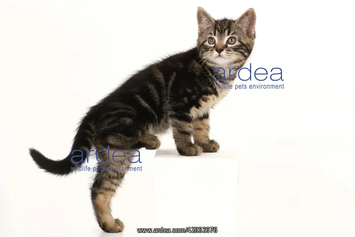 : CAT. 7 weeks old tabby kitten, stepping up, cute, studio : CAT. 7 weeks old tabby kitten, stepping up, cute, studio
