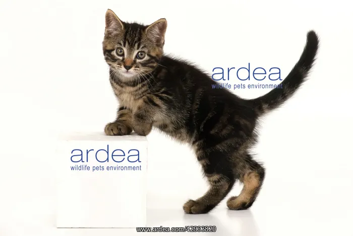 : CAT. 7 weeks old tabby kitten, stepping up, cute, studio : CAT. 7 weeks old tabby kitten, stepping up, cute, studio