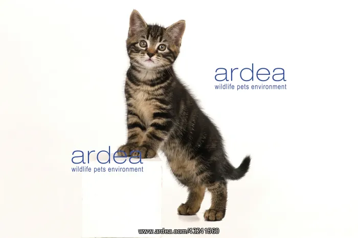 : CAT. 7 weeks old tabby kitten, stepping up, cute, studio : CAT. 7 weeks old tabby kitten, stepping up, cute, studio