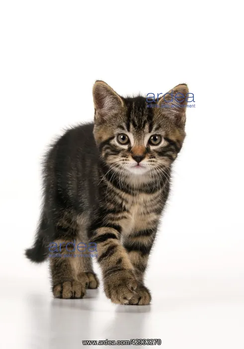  : CAT. 7 weeks old tabby kitten, walking to camera, cute, stu