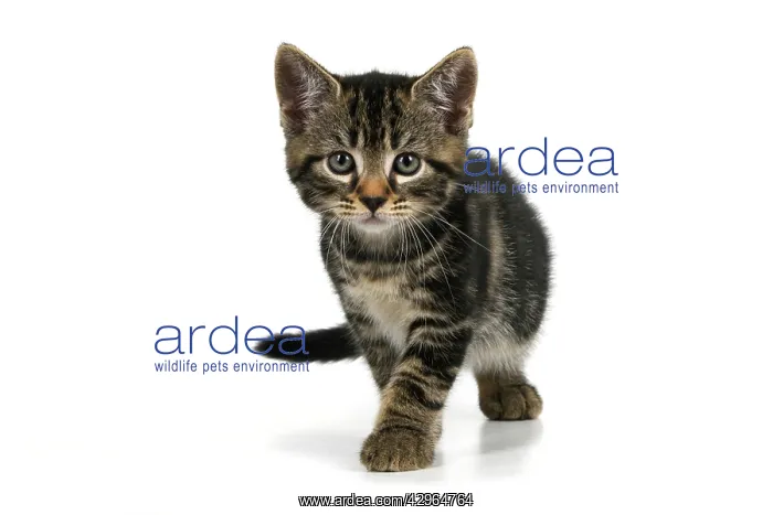 : CAT. 7 weeks old tabby kitten, walking to camera, cute, stu : CAT. 7 weeks old tabby kitten, walking to camera, cute, stu