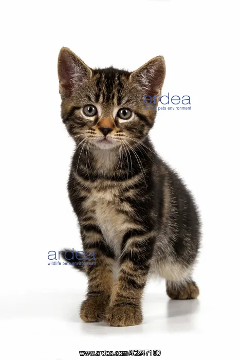 : CAT. 7 weeks old tabby kitten, walking to camera, cute, stu : CAT. 7 weeks old tabby kitten, walking to camera, cute, stu