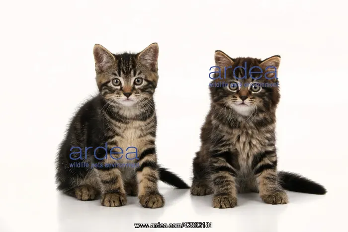 : CAT. 7 weeks old tabby kittens, sitting together, cute, stud : CAT. 7 weeks old tabby kittens, sitting together, cute, stud